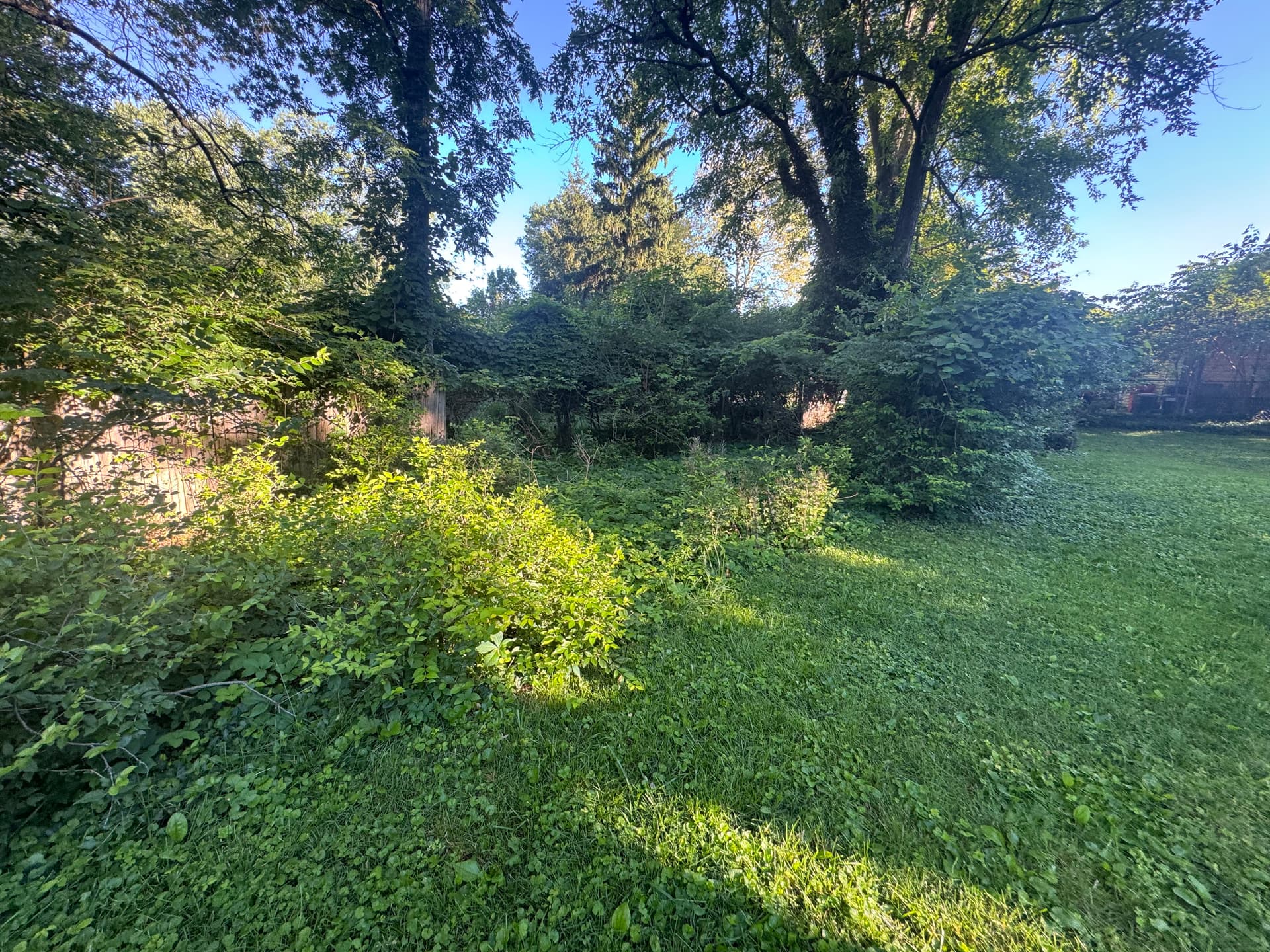 Big Backyard Cleanup Turns an Overgrown Mess Into Open Space image