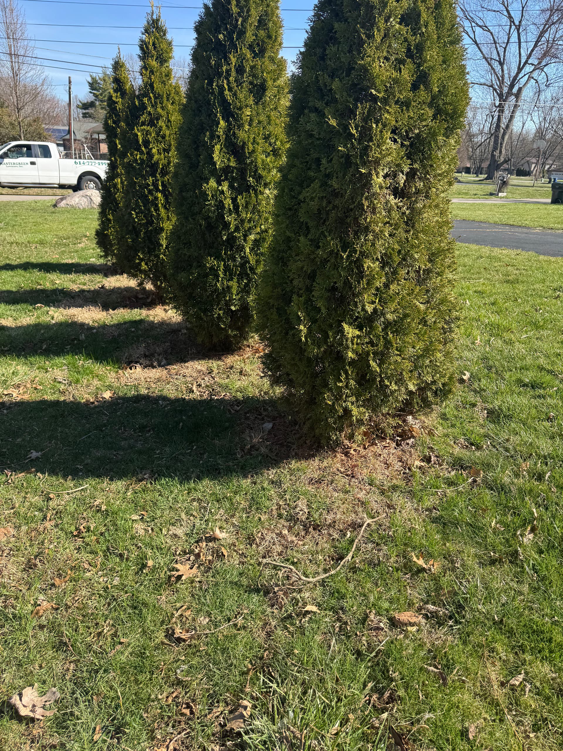 Arborvitae Feature Transformation to Enhance Curb Appeal
