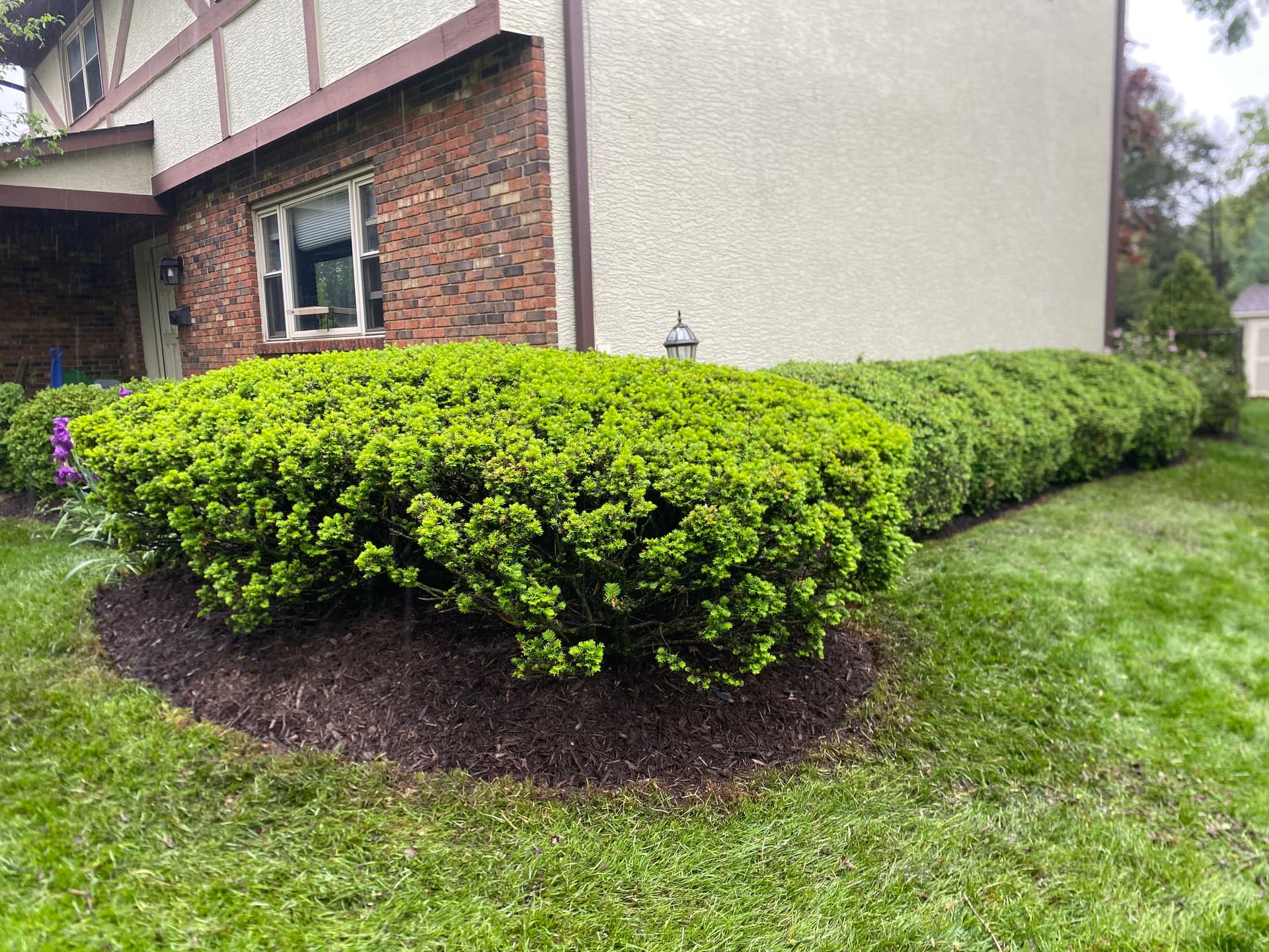 Hedge Trimming, Bed Edging and Mulch Refresh in Worthington image