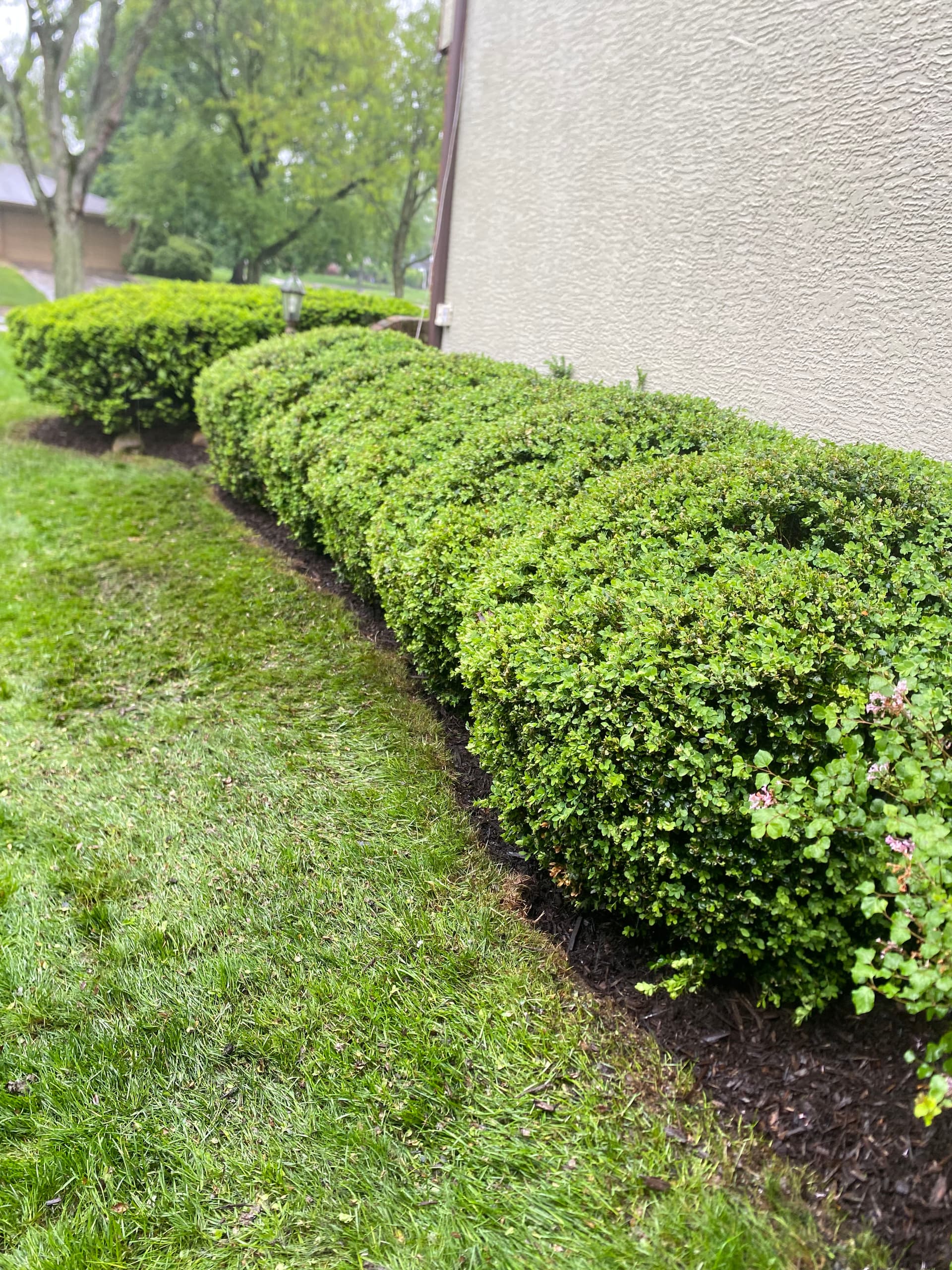 Gallery photos for Hedge Trimming, Bed Edging and Mulch Refresh in Worthington: Image #1