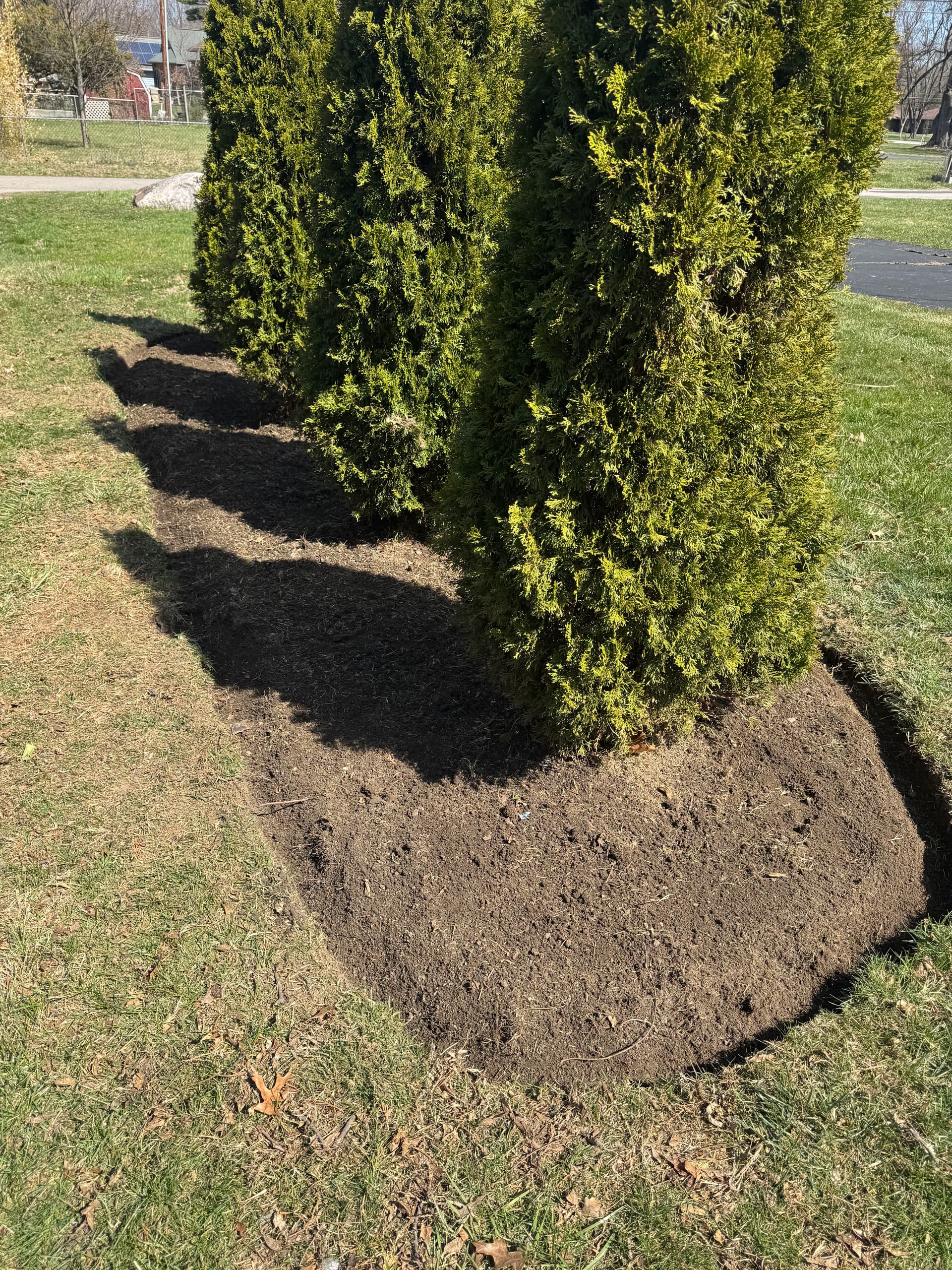 Arborvitae Feature Transformation to Enhance Curb Appeal
