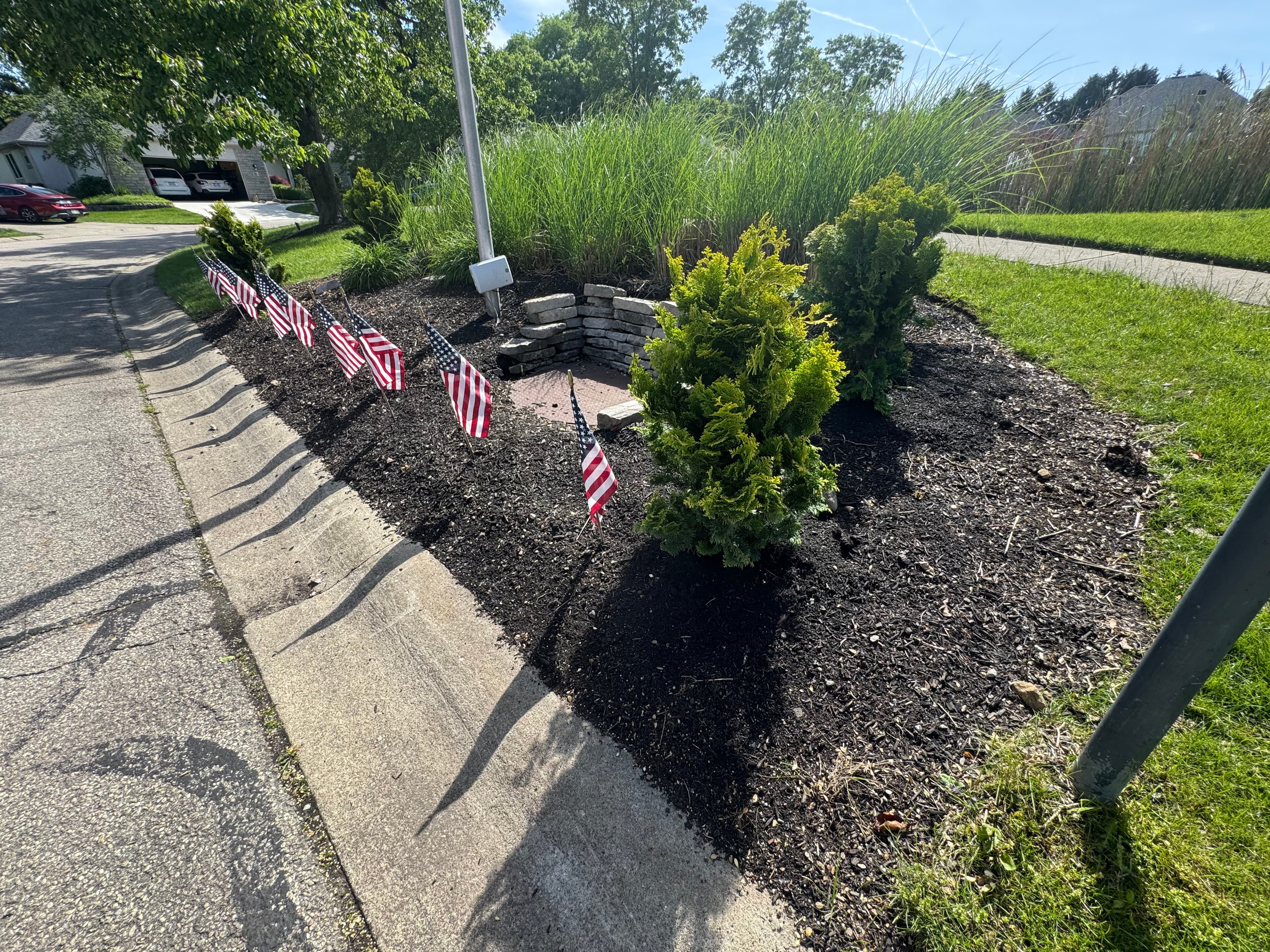 Project Swapping Overgrown Boxwoods for Dwarf Hinoki Cypress in Worthington image