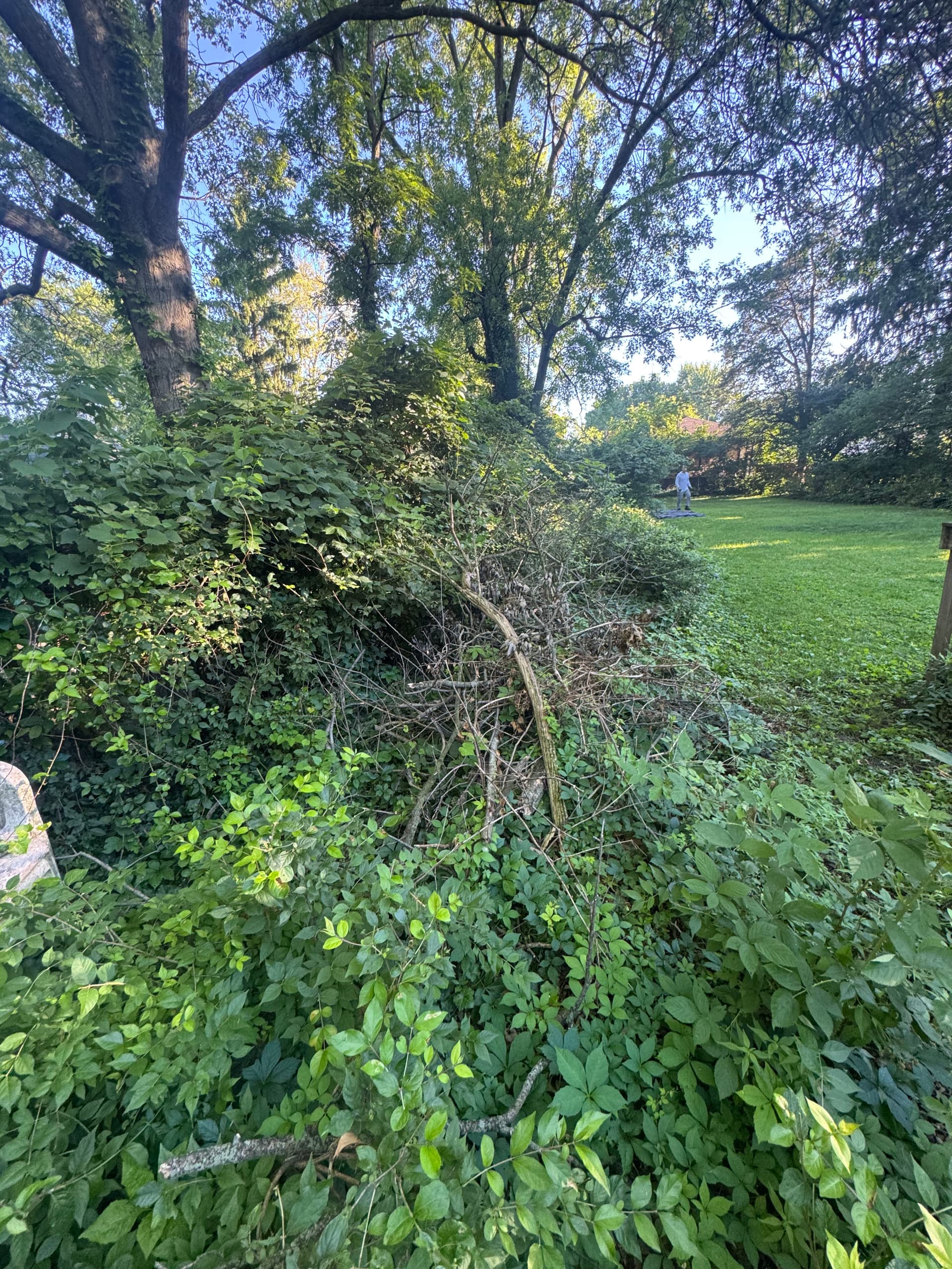 Gallery photos for Big Backyard Cleanup Turns an Overgrown Mess Into Open Space: Image #2