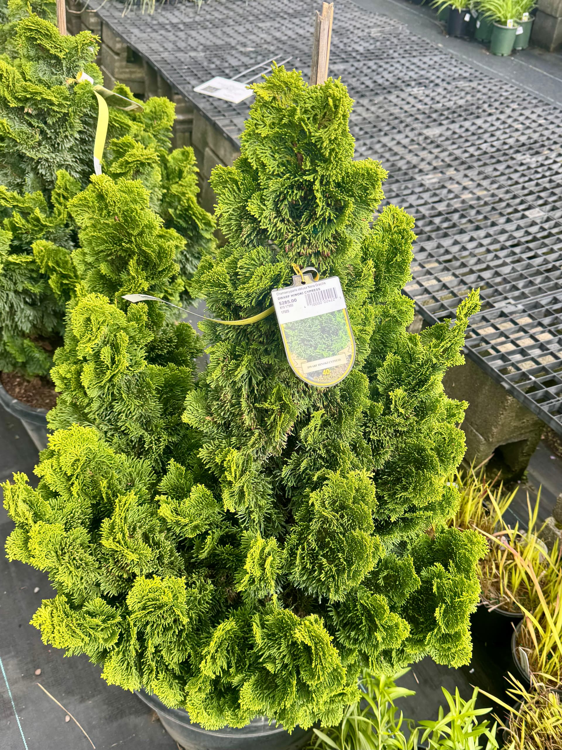 Gallery photos for Swapping Overgrown Boxwoods for Dwarf Hinoki Cypress in Worthington: Image #3