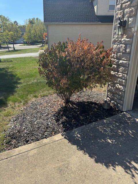 Gallery photos for Jeanne's Landscape Turnaround with Fresh Plants and Mulch: Image #3