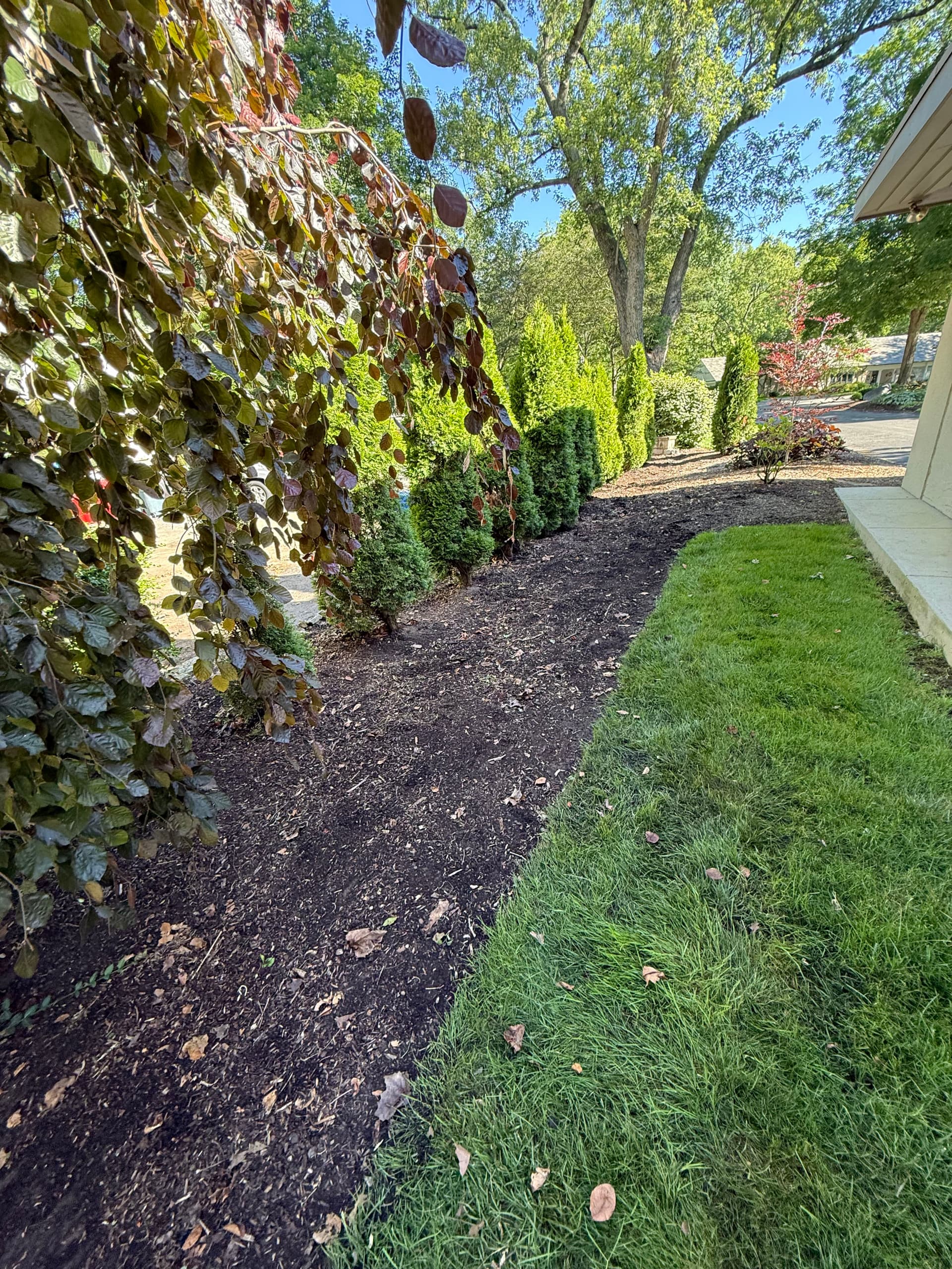 Gallery photos for Garden Bed Cleanup and Arborvitae Planting in Worthington: Image #1