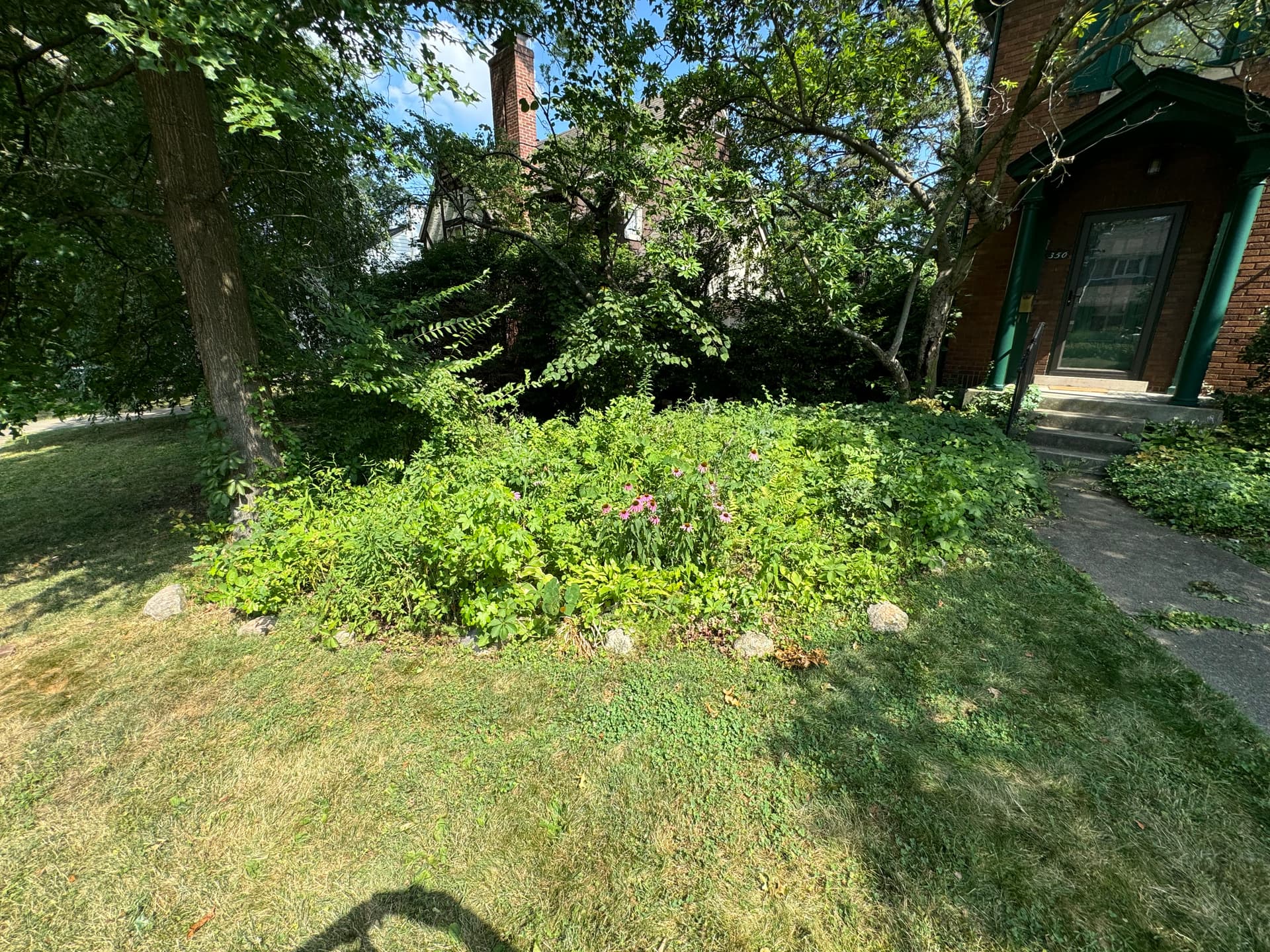 Transforming an Overgrown Garden Bed image