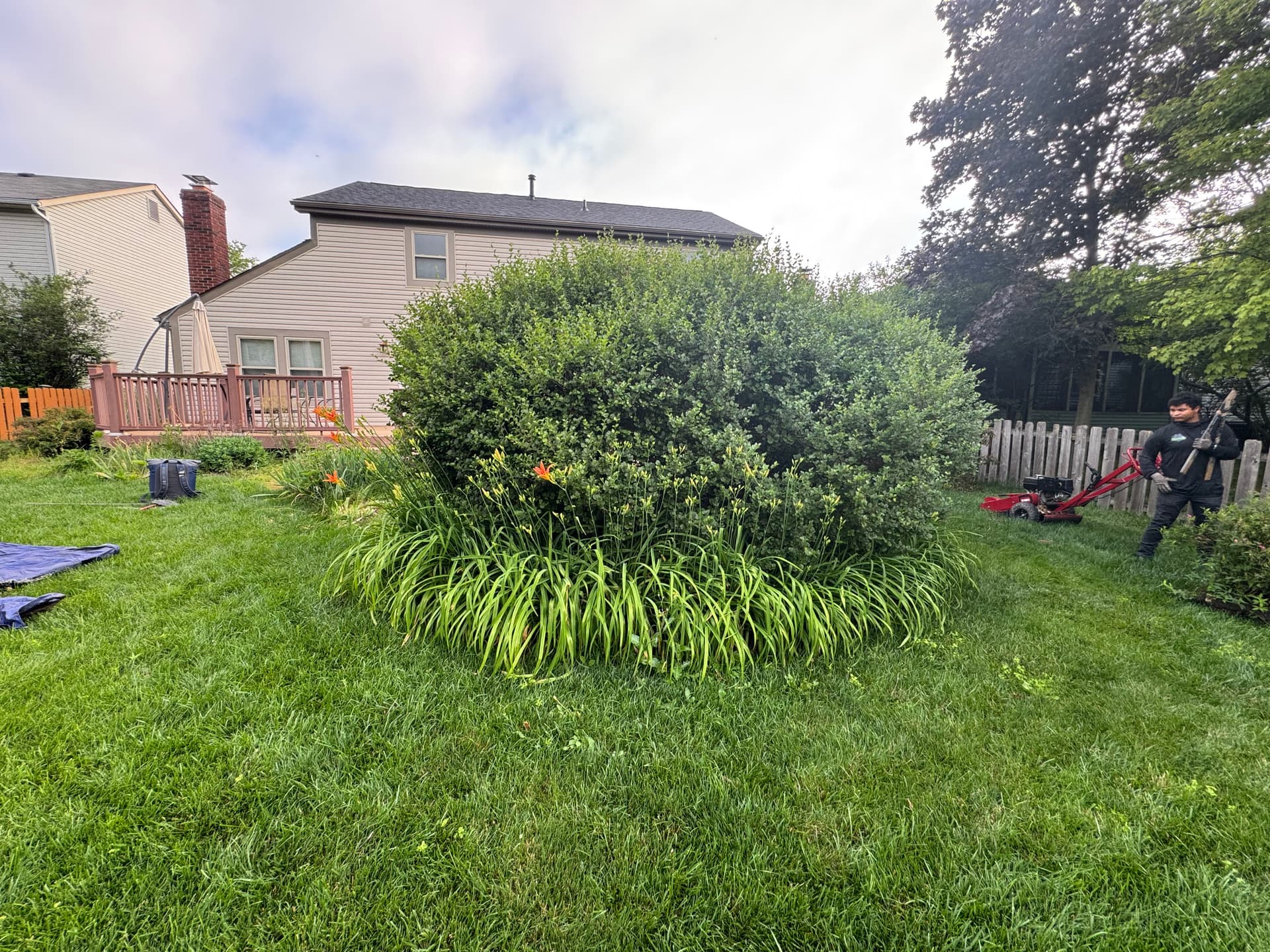 Shrub Removal and Tree Planting Give This Yard Room to Breathe image