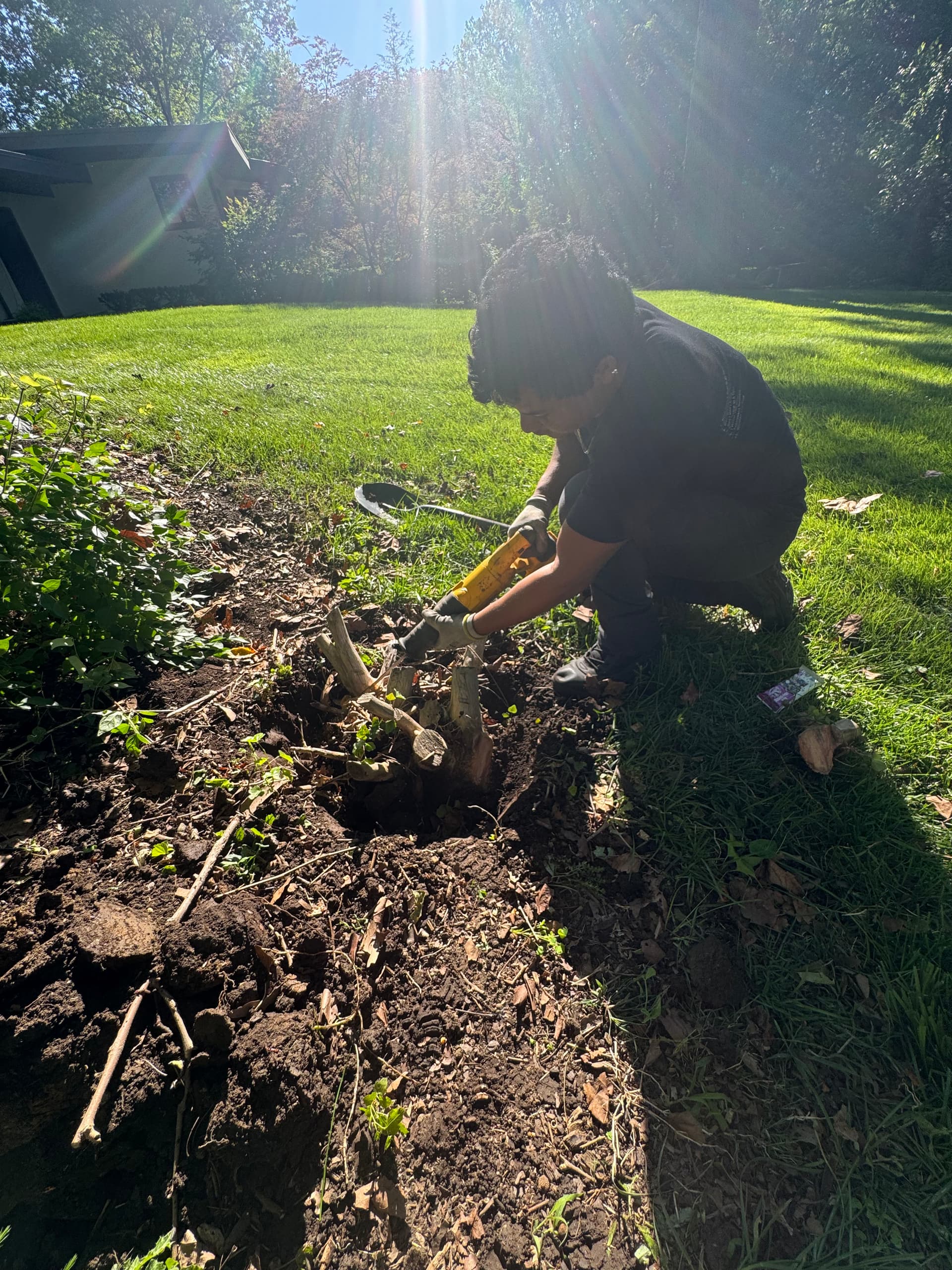 Gallery photos for Garden Bed Cleanup and Arborvitae Planting in Worthington: Image #2