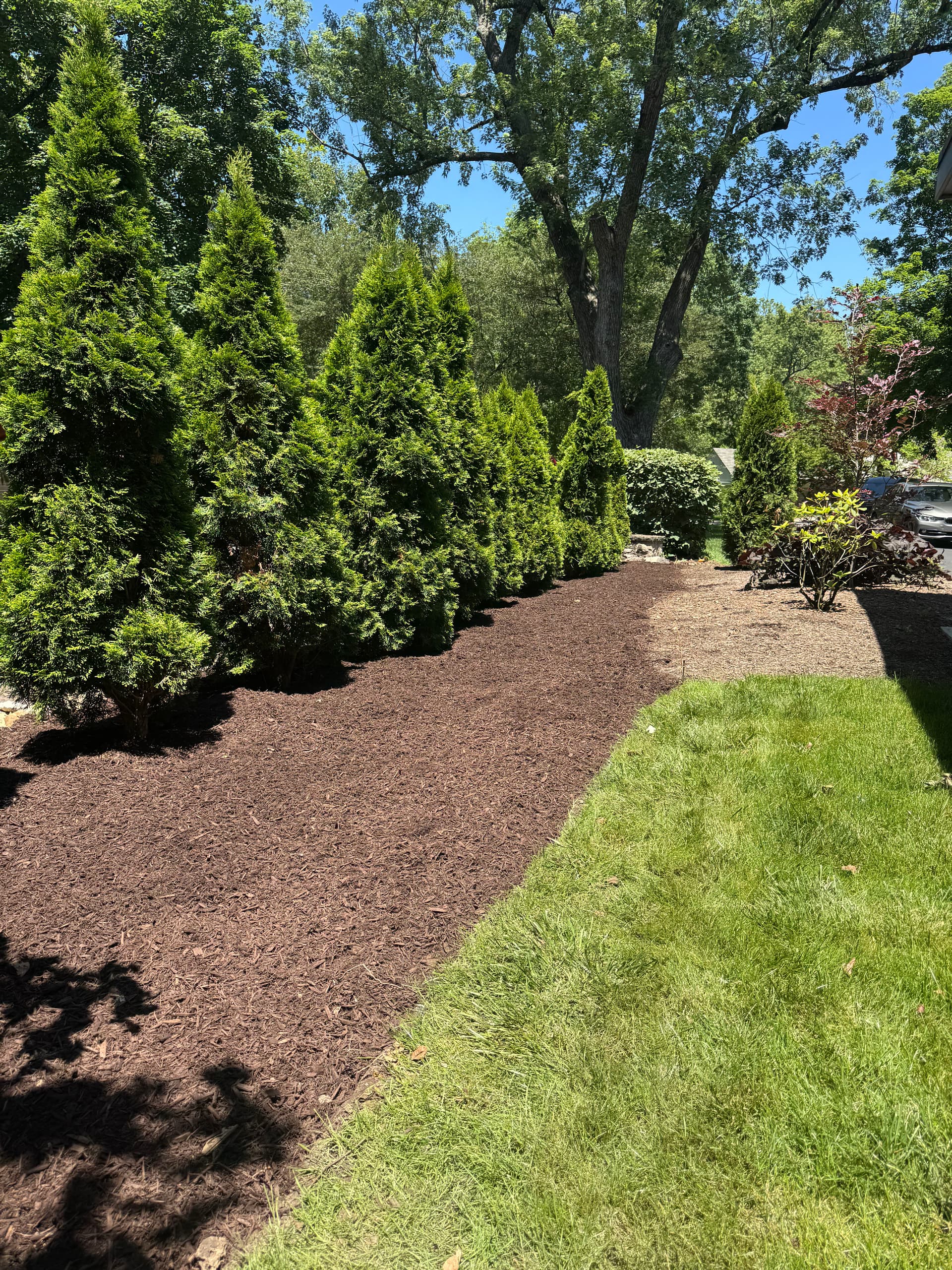 Garden Bed Cleanup and Arborvitae Planting in Worthington image